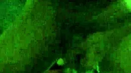 i'm fuckin this miami thot with my monster cock and she's swallowin all my cum loads