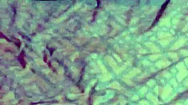 Hermano fucks flaquito puta without condom