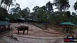 hey, that elephant ride led to wild teen sex 😏