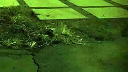 extreme fuck hard unless youre from the sixties and dig that earth