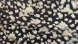 I Dance Reaggaeton Mix On Webcam As A Teen.