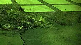 Extreme BDSM Compilation Unless You're Old!