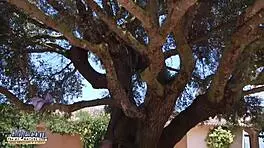 Beautiful teen sucks grandpa outdoor then gets pounded deep