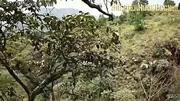 hey, while hiking, yenifer's slutty side came out... wanna see me bang her raw in the forest?