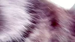 Hey, sword in dhoti for anal fucking that Muslim sister-in-law's big ass on the chair