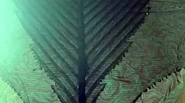 elza kom in nylon tights fetish with curvy escorts, big ass, asshole, and ebony amateurs