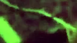 Tittyfuck in bikini leads to facial cumshot