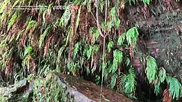 i watch this cute latina novinha handle a monster cock in doggy style