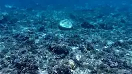 Time to Debate and Show Massive Poolside Toy. Watch Petite 18+ Handle Monster Gear!