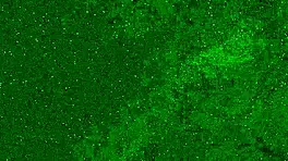 Look at this crazy girl peeing in her panties on the beach!