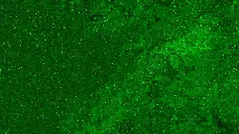 Look at this crazy girl peeing in her panties on the beach!