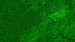 Look at this crazy girl peeing in her panties on the beach!