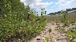 German chick screwed by random guy near the river. What’s her wild story?