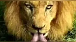 melhores chupadas mamadas boquetes e beijo grego