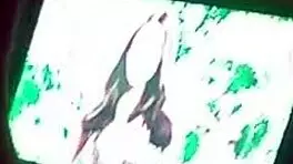 Intense pussy licking and ass fucking