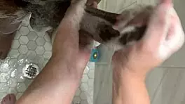 Teen cleans stepbrother's monster cock intensely