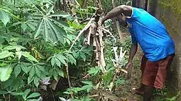 Young Girl Engages In Detailed Sexual Activity With Plantain Fruit In Oiled Garden Setting