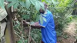 Young Girl Engages In Detailed Sexual Activity With Plantain Fruit In Oiled Garden Setting