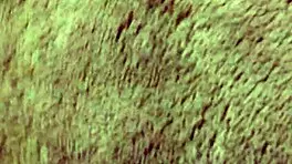 Watch this fat lesbian get fingered to cum?