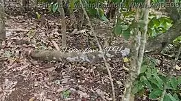 Pinay asian teen 18+ gets fucked in public near the road