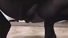 Ebony emo slut tavaius deshawn young chris brown biggest fan