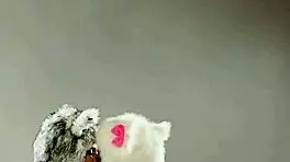 What do you think of these furry hat babes with lola foxx?