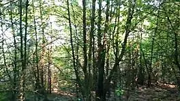 phone vlog ends with risky quickie blowjob in public park