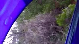 Ebony Teen 18+ Gags On Latin Dick.