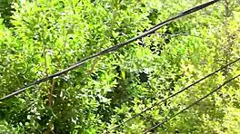 Slutty teen Hazel Moore invites BBC workman for no holes barred fucking