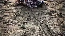 brunette latina babe gives pov blowjob on public beach