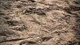 brunette latina babe gives pov blowjob on public beach