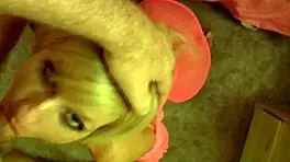 Randi Tango Deep Throats a Cock Ready to Swallow Cum Like a Pro in Wet Pussy Action