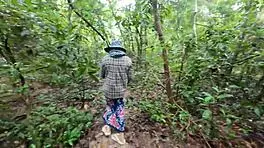 थाई विलेज एमेच्योर फॉरेस्ट में पैशनेट आउटडोर चुदाई 4K