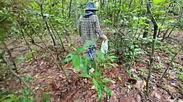 थाई विलेज एमेच्योर फॉरेस्ट में पैशनेट आउटडोर चुदाई 4K