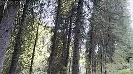 Traveling Car POV Captures Wild Public Pissing in Nature Compilation