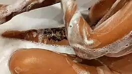 Tanned Big Tits Beauty Teases Pussy in Bathroom